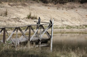 Pair-of-little-pied-cormorants-sitting-ona-dam-jetty