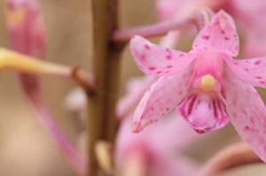 rosy-hyacinth-orchid-flower-showing-stem