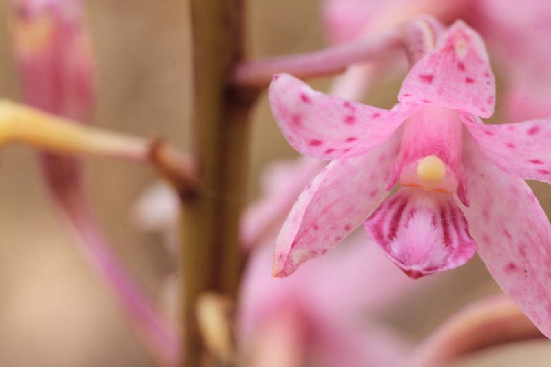 Our 25th Orchid Species: Rosy Hyacinth-orchid (Dipodium&nbsp;roseum)