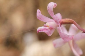 Rosy-Hyacinth-Orchid-Flower-shown-from-the-side