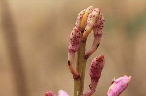 Rosy-Hyacinth-Orchid-unopened-buds