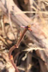 Rosy-Hyacinth-Orchid-stem-after-animals-ate-flowers