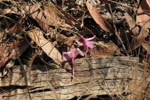 Rosy Hyacinth-Orchid-razed-flowers-on-ground