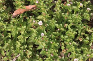 groundcover-Austral-Brooklime-with-pink-flowers