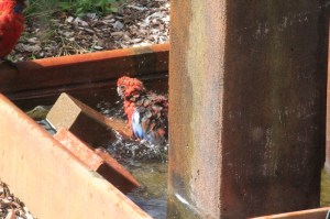 Crimson-Rosella-bathing-with-another-bird-watching
