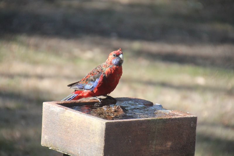 Crimson-Rosella-on-water-feature