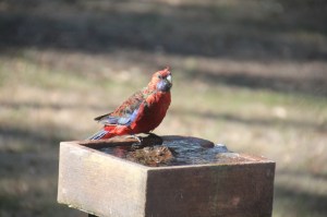 Crimson-Rosella-on-water-feature