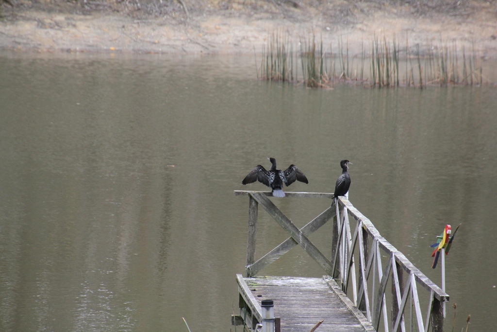 Archive Photos:  Little Black&nbsp;Cormorant