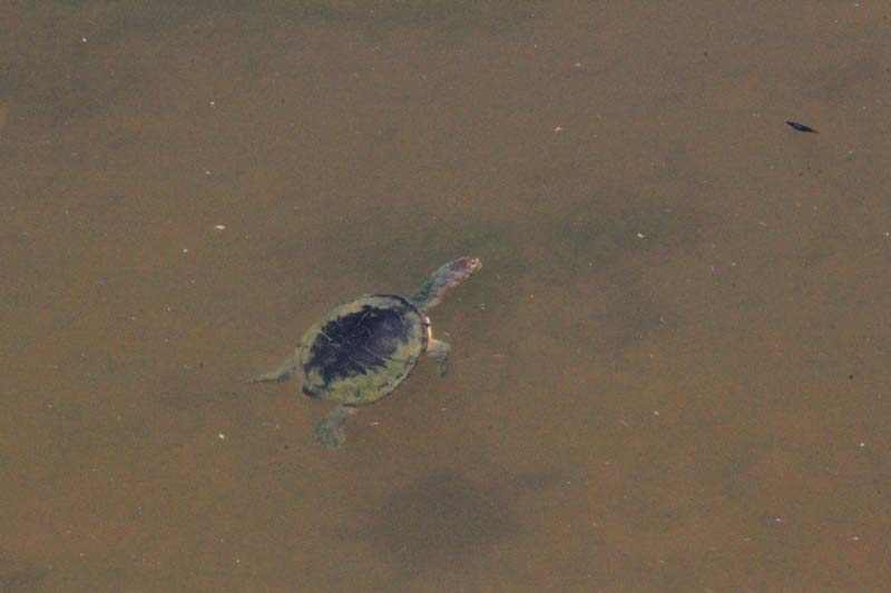 Eastern-long-necked-turtle-surfacing-for-air
