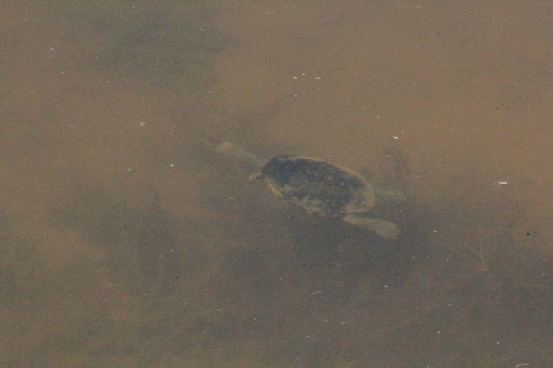 Eastern-long-necked-turtle-wmimming-under-water