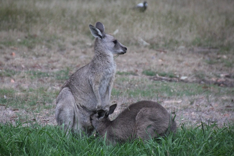 Joey-suckling-from-pouch