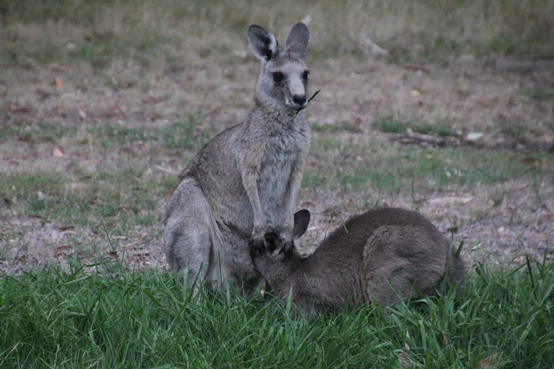 Out of the pouch, but still&nbsp;suckling