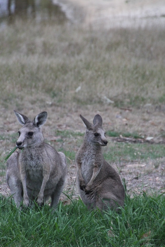 Female-Eastern-Grey-Kangaroo-with-independent-joey.