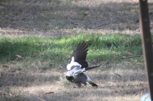 magpie-playing-with-grass-clump