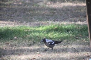 magpie-playing-with-grass-clump