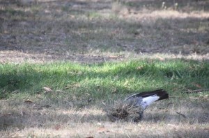 magpie-playing-with-grass-clump
