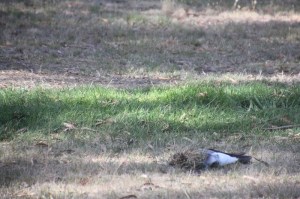 magpie-playing-with-grass-clump