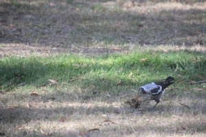 magpie-playing-with-grass-clump