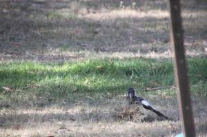 magpie-playing-with-grass-clump