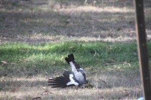 magpie-playing-with-grass-clump