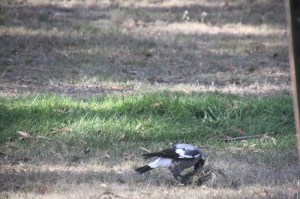 magpie-playing-with-grass-clump