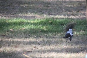 magpie-playing-with-grass-clump