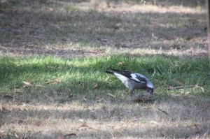 magpie-playing-with-grass-clump