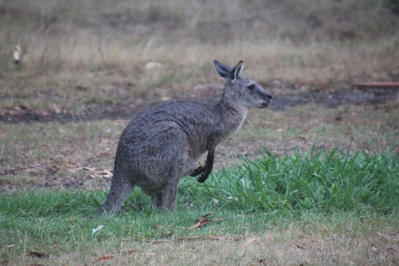 Rain and Kangaroos: Is there a&nbsp;link?