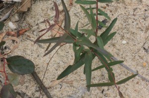 young-eucalypt-growing-on-sandy-dam-bank