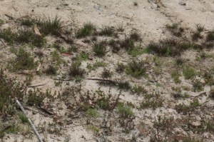 re-vegetation-on-sand-surrounding-falling-dam-levels