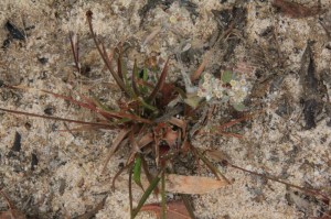 red-and-green-rushes-growing-in-sand