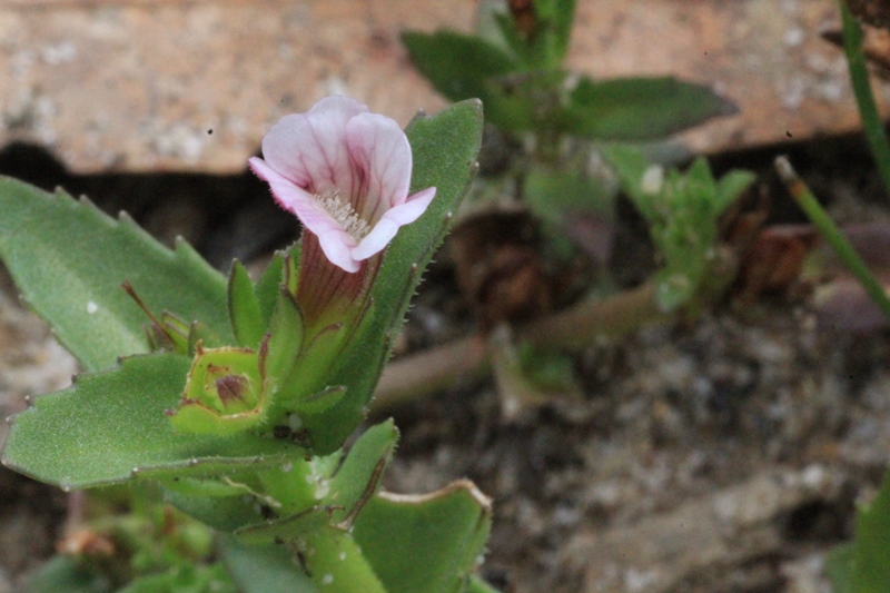 Austral Brooklime (Gratiola&nbsp;peruviana)
