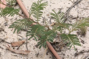young-acacia-plant-naturall-regrowth