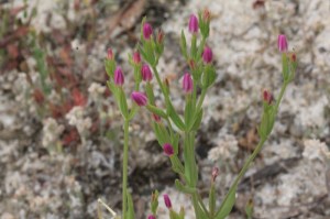 beautiful-pink-flower-buds-in-natural-dam-setting