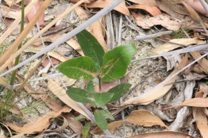 unidentied--young-tree-growing-in-sand
