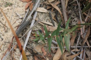 Young-eucalypt-growing-m-sand-on-dam-bank