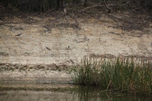 Tall-Spike-Rush-clump-at-back-of-dam