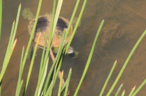 Turtle-in-Spike-rush