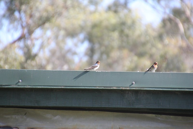 Two-Welcome-Swallows-on-house-gutter