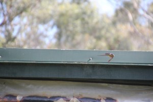 Welcome-Swallow-launching-into-flight-from-house-gutter