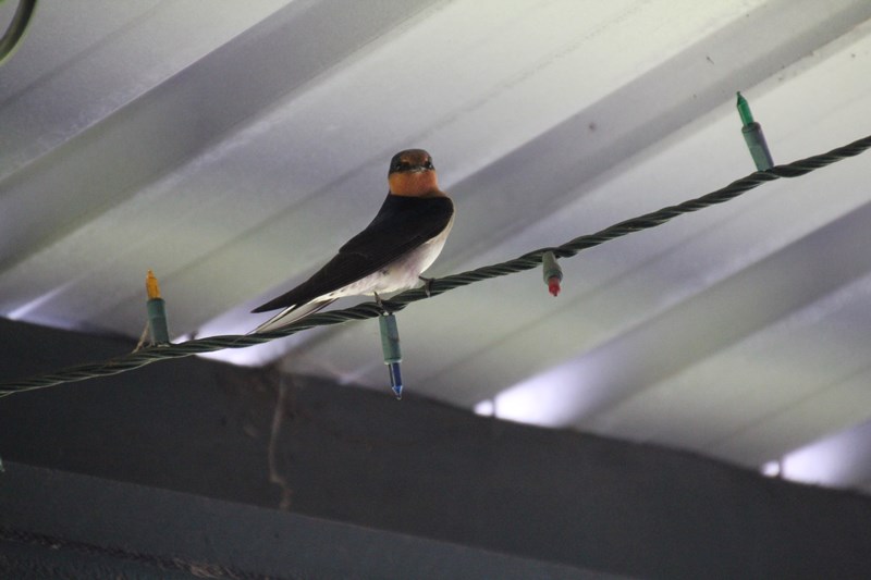 Welcome-Swallow-sitting-on-wire-beneath-tin-roof
