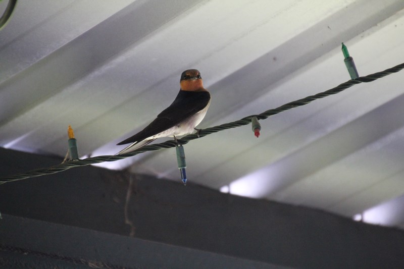 Archive Photos: Welcome Swallow