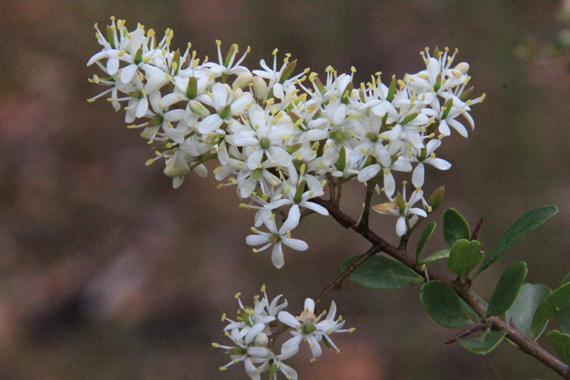 Boxthorn (Exotic) or Bursaria&nbsp;(Native)