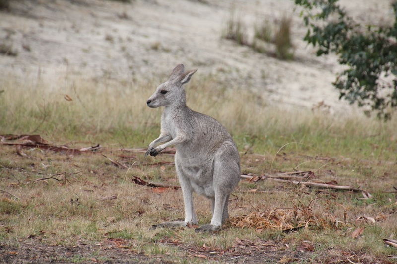 pale-furred-eastern-grey-kangaroo