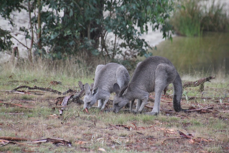 male-and female-eastern-grey-kangaroo