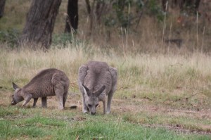 Female-eastern-grey-kangaroo-with-independent-joey