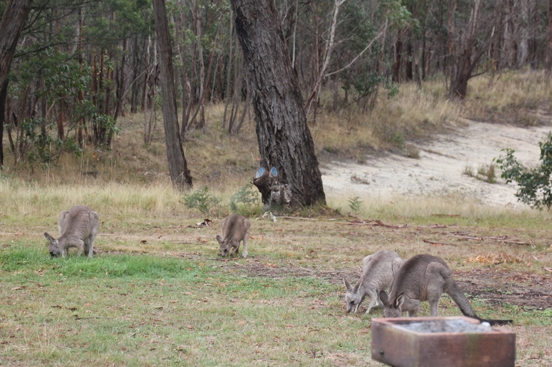 Four-Eastern-Grey-Kangaroos-grazing