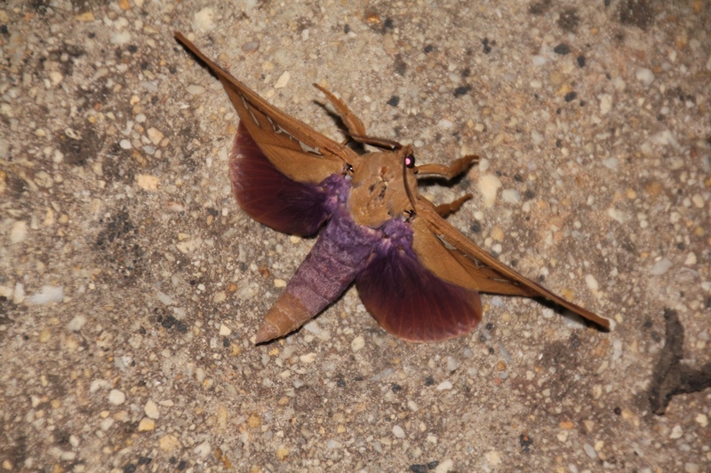 Beautiful-large-moth-with-purple-hind-wings