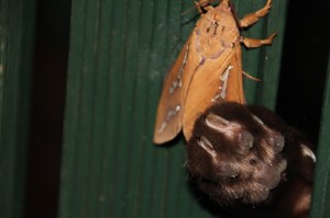 Cat-paw-and-large-loth