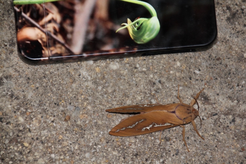 large-moth-with-iPone--for-scale